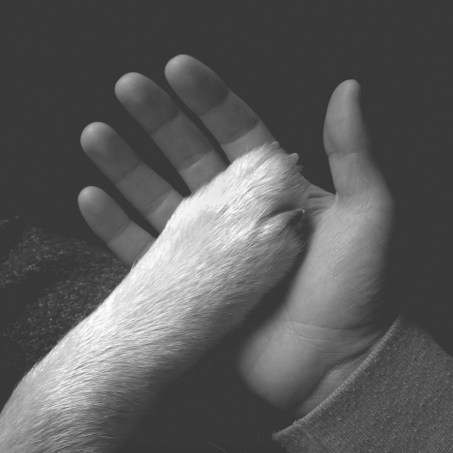 Jaws Of Love dans Les Inrockuptibles